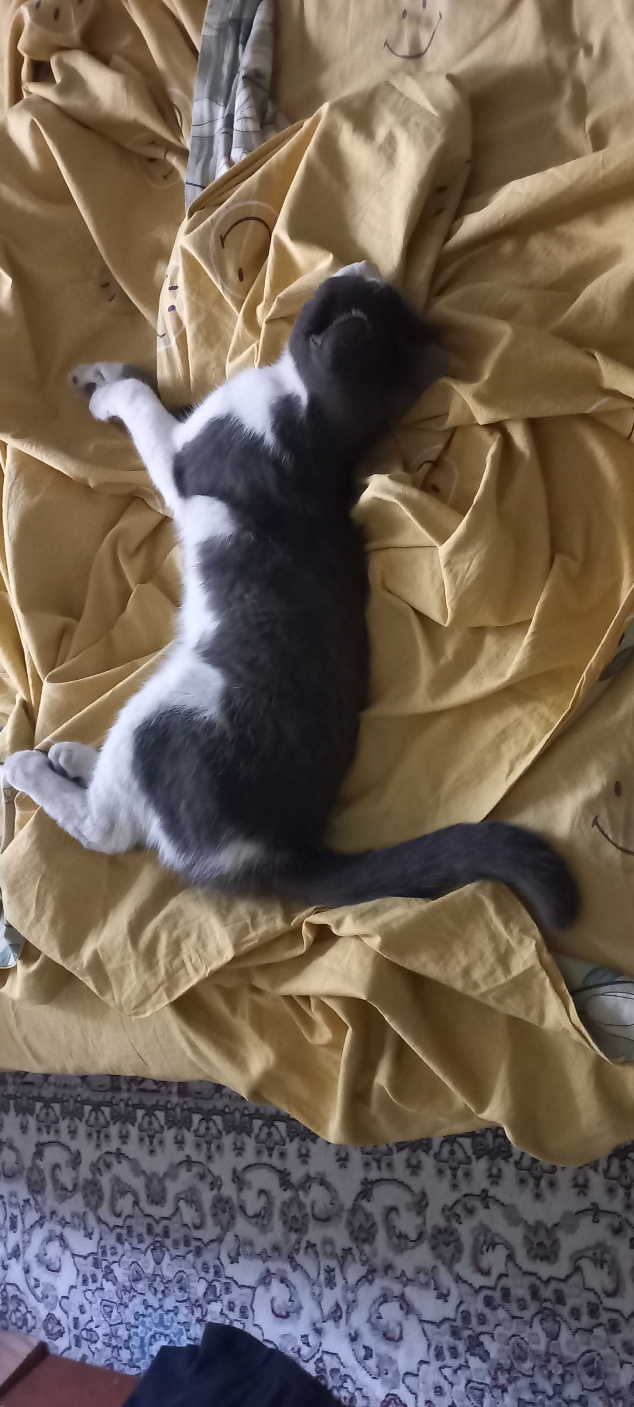 Отдам даром кошку