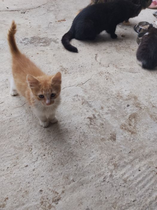 Подаряват се две котета