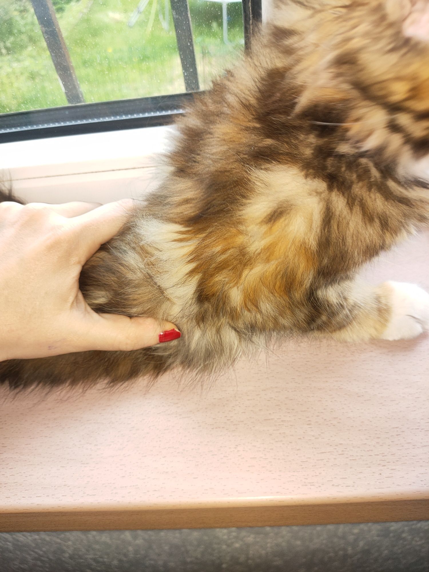 Puișor Maine Coon