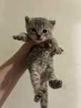Отдам даром котят, все мальчики