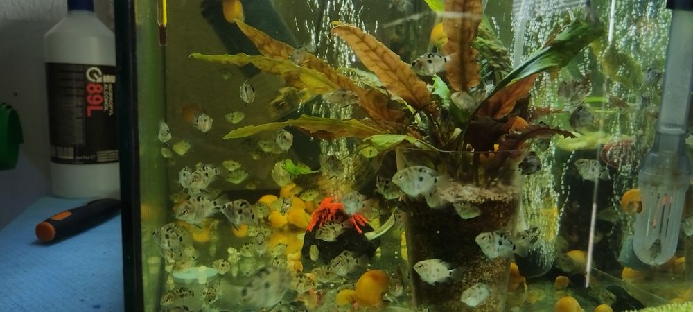 Чифтове Зебровидни цихлиди