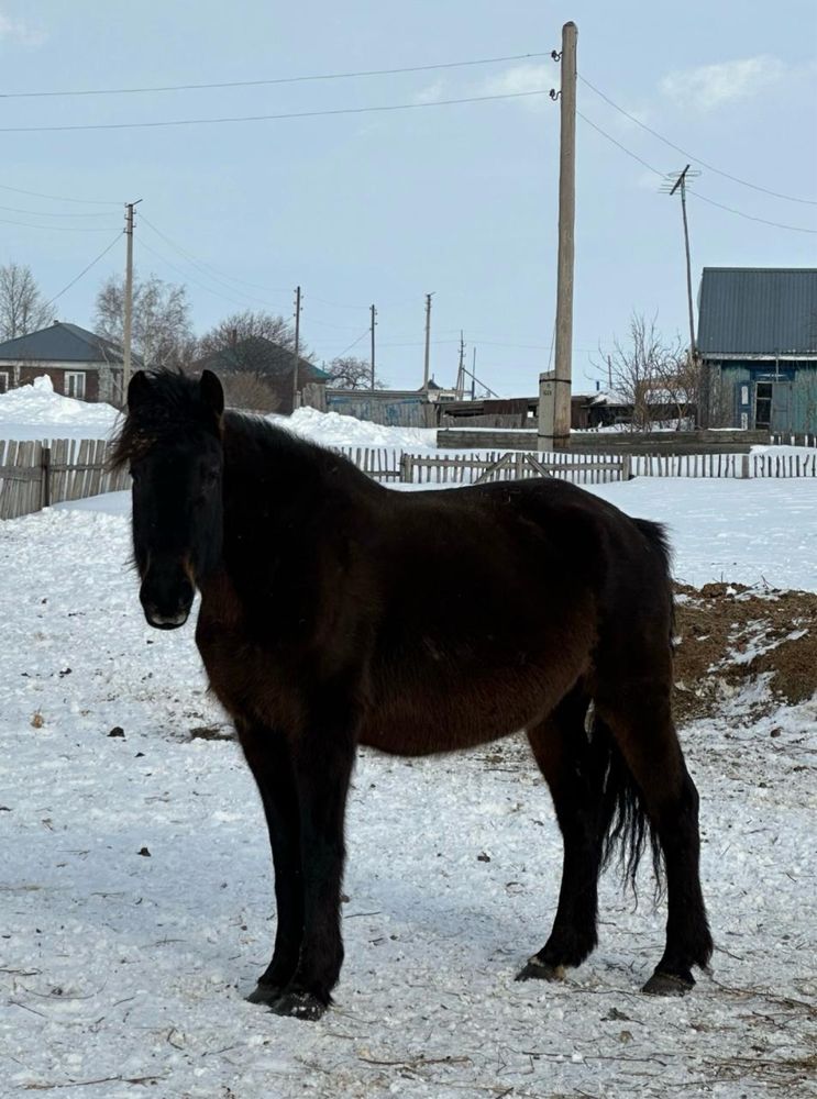 Продам жеребую кобылу