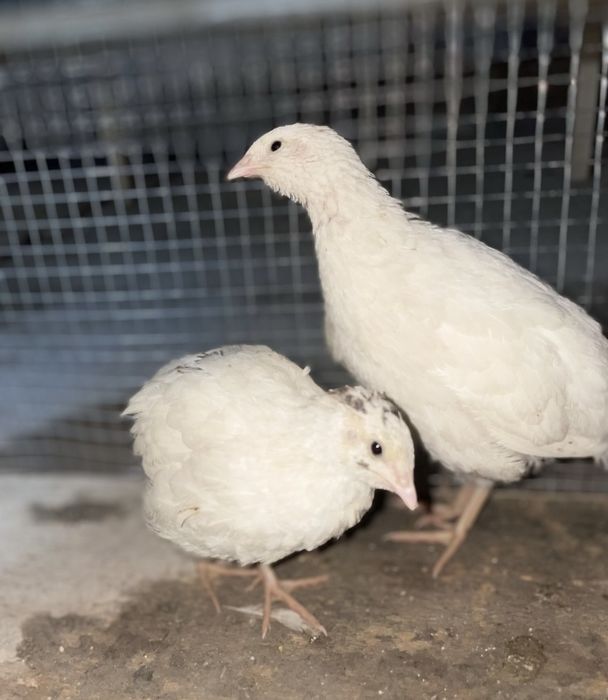 Bedana Texas, белый Техас перепелка бедана техас