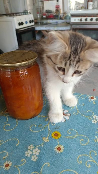 Отдаю котят в хорошие руки!