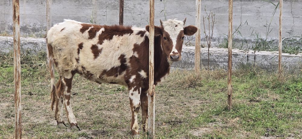 Ғуножинлар сотилади.  1.5 ёшдан