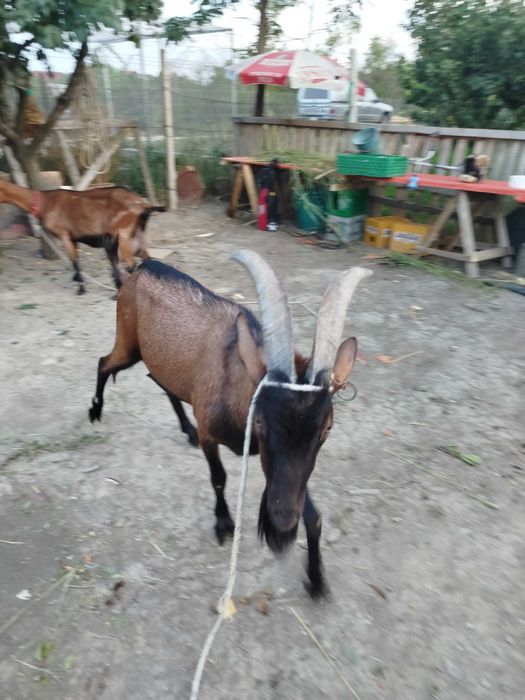 Schimb țap alpin francez (pur)