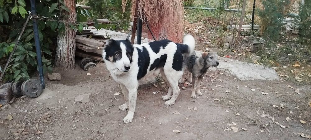 собаки в хорошие руки