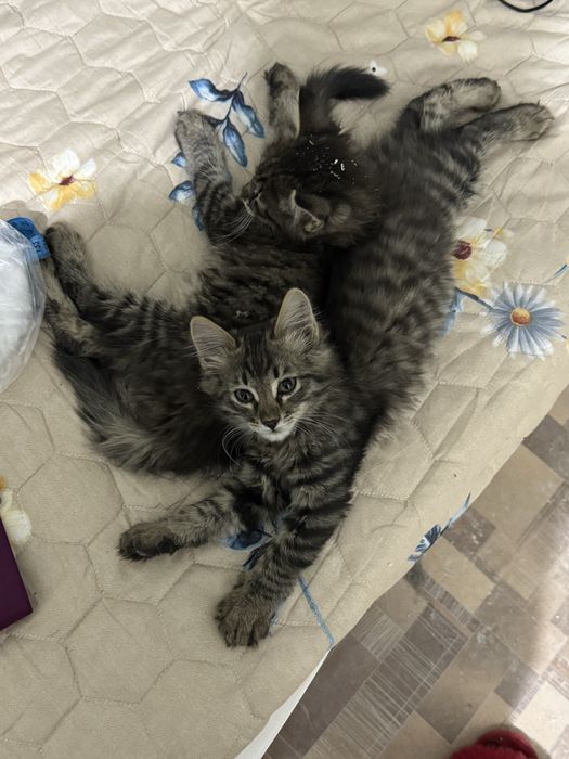 Отдам котят в добрые руки