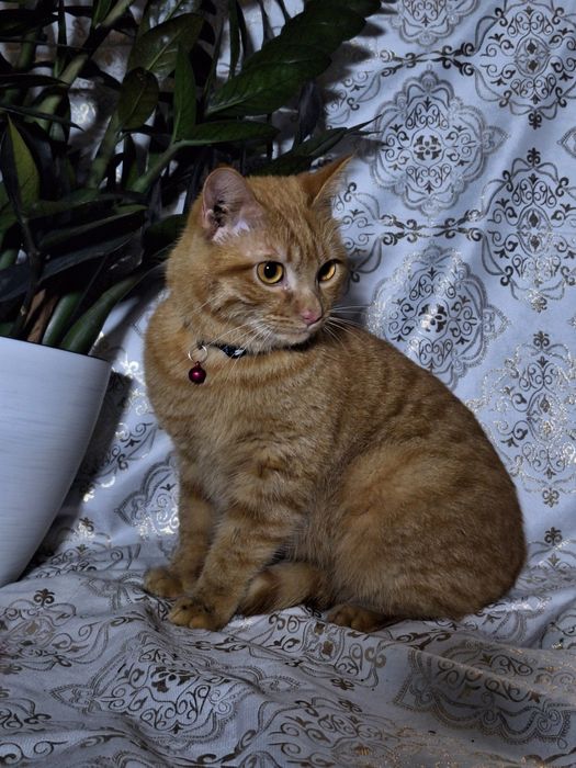 Подарите Симбе семью