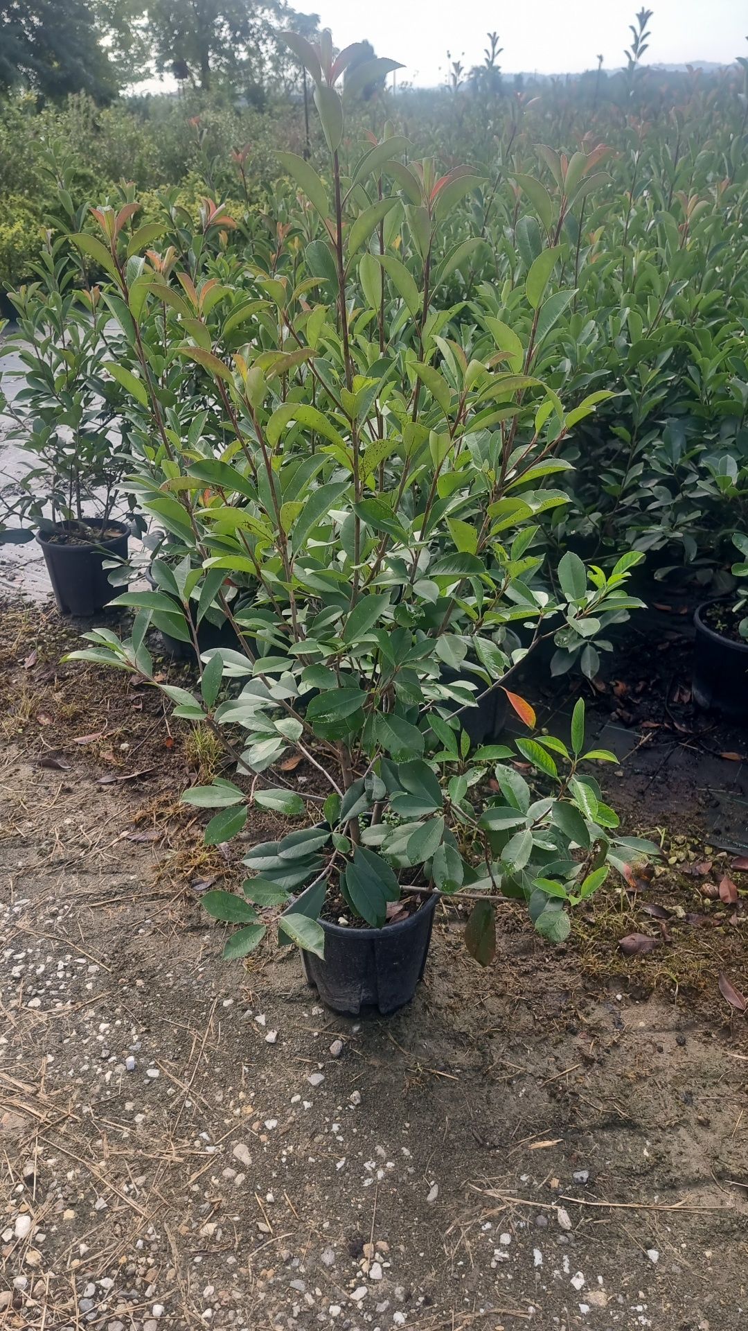 Cupressocyparis leylandi (tuia ) prunus pisardi rosu- Buxus