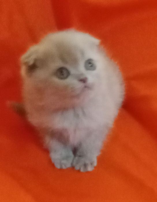 Продам котят Скоттиш-фолд .