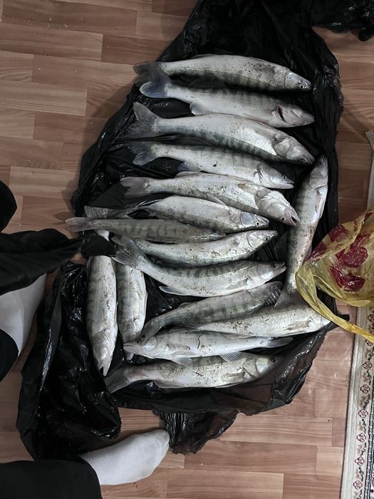 Судак рыба по 500