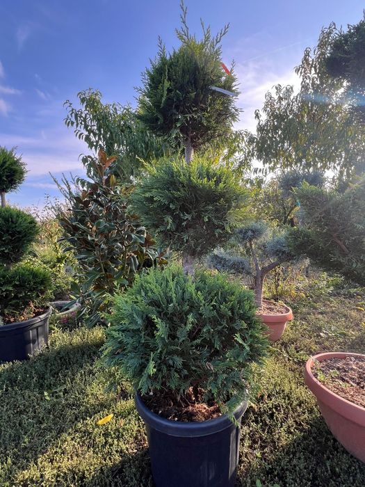 Vând Yucca rostrata,Cedru,artar japonez,bonsai,
