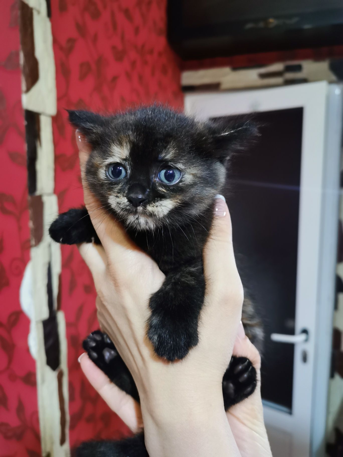Котята в хорошие руки