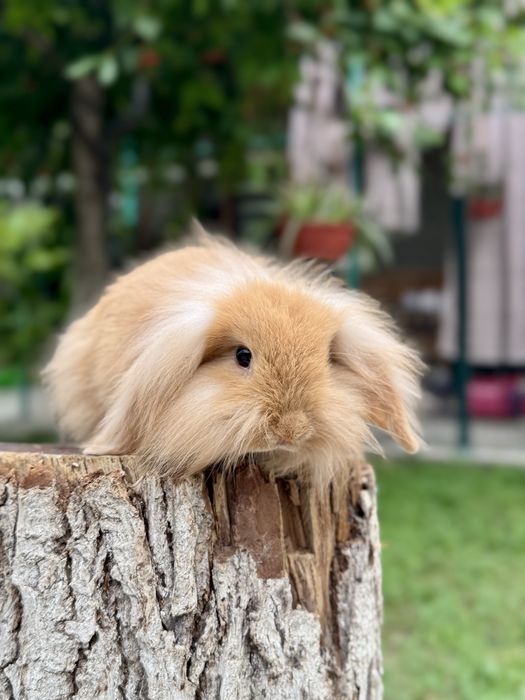 Karlik Quyon. Карликовый кролик