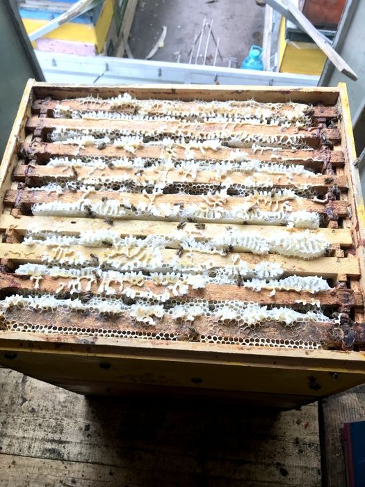 Vand polen crud de primăvară