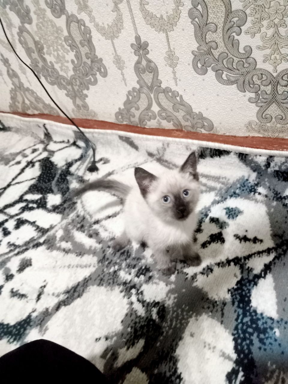 Животные кошка 2 месяца возможен торг очень хороший котик  возраст