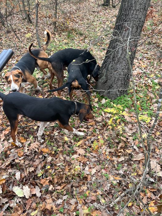 Продавам четири гончета