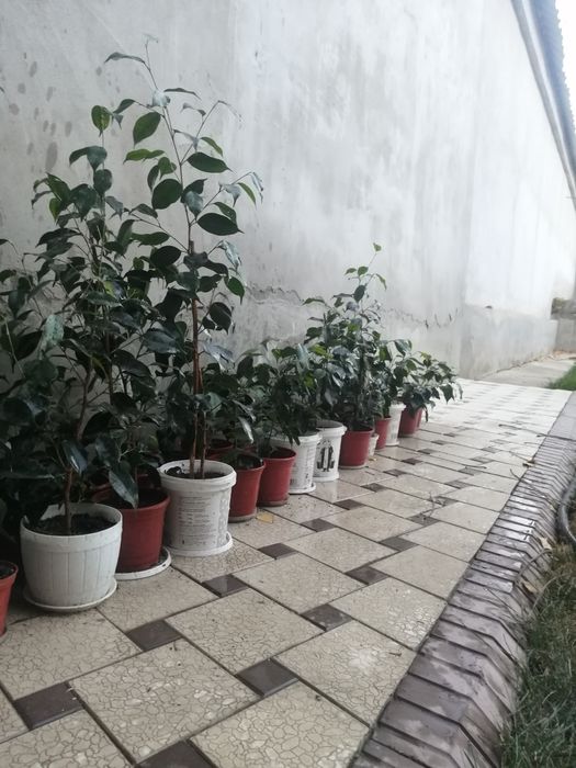 Фикус  бенжамина