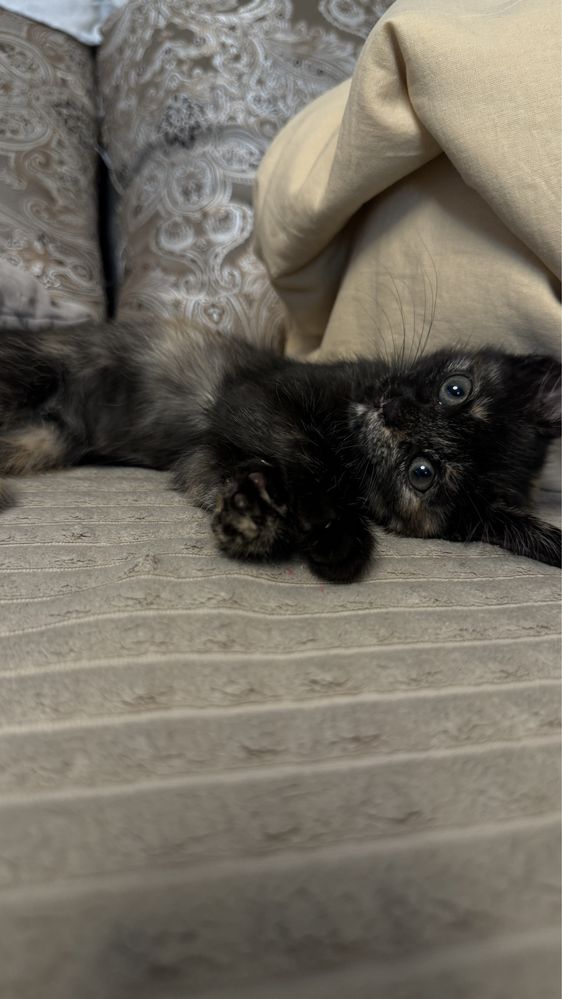 Котенок ищет любящий дом . Трехцветная принесет вам удачу .