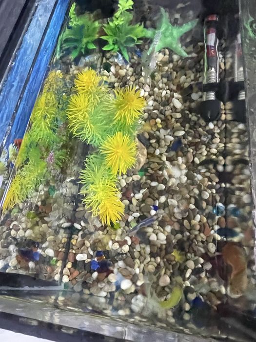 Аквариумные экзотические рыбки (с 4 рыбками)