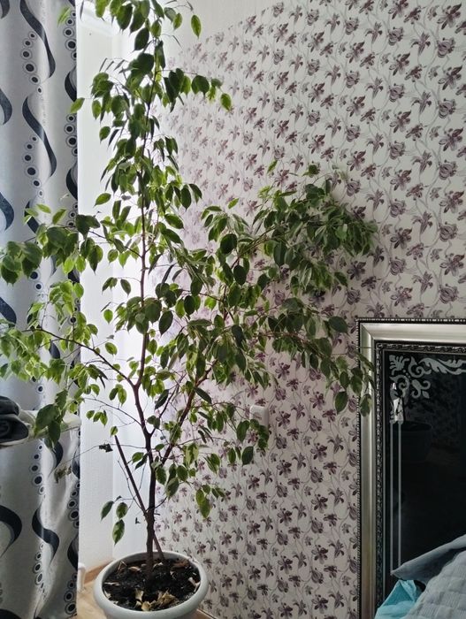 Продам комнатные цветы