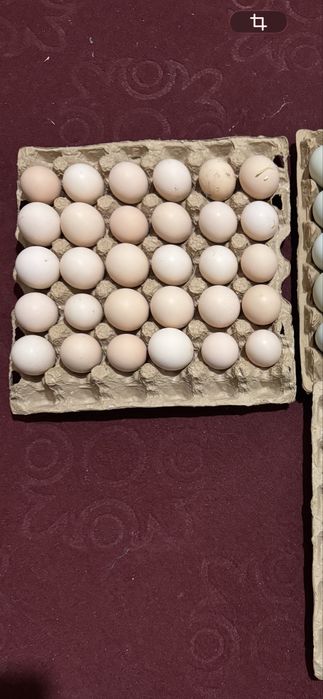 Адлер серебристый инкубацион тухумлари сотилади. Тоза кон.