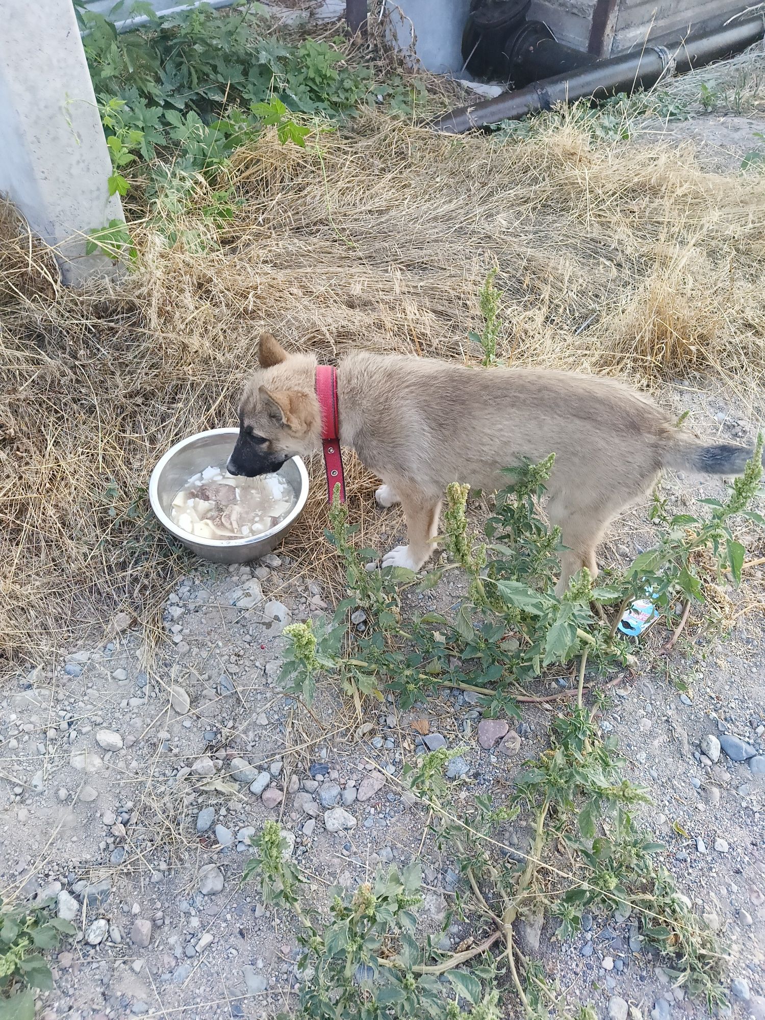 Отдам в добрые руки щенка
