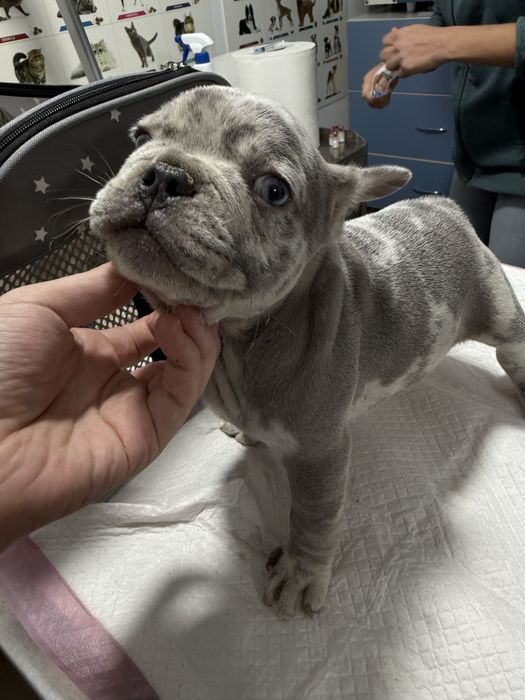 Bulldog Francez Merle / French Bulldog