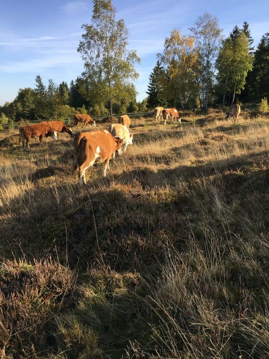 Vacii cu vitei da vanzare