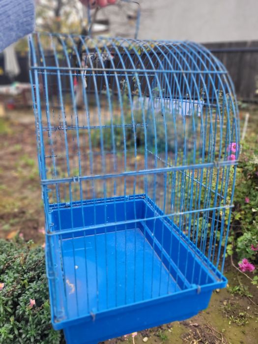 Colivie papagal  Mica