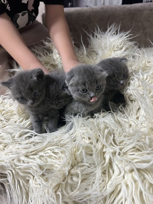 Отличный подарок на новый год!