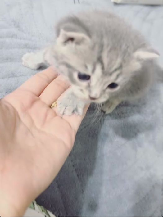 Британская Кошка