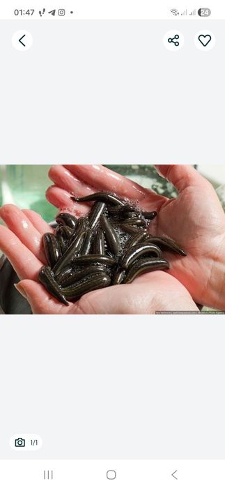 Uyga borib zuluk qoyish xizmati