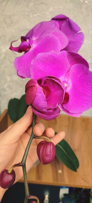 Орхидеи Phalaenopsis