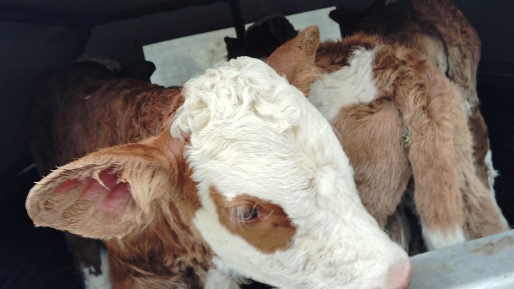 Doi vitei și două vițele bălțați