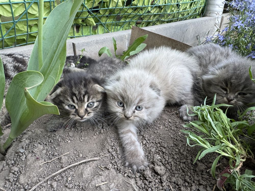 Котята вислоухие