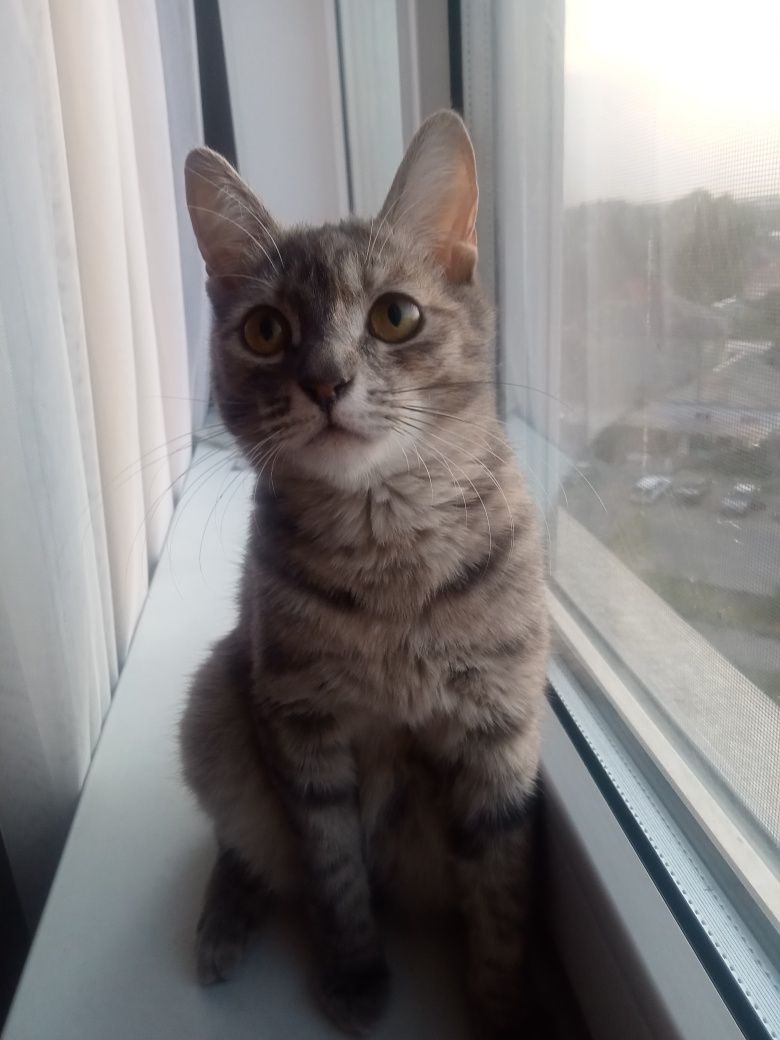 Отдадим бесплатно кошку