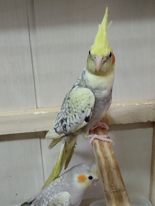 Кореллы молодые ручные
