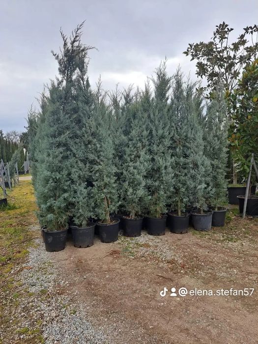 Vând plante ornamentale de cea mai buna calitate