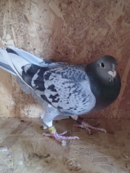 Vând porumbei de anul ăsta și bătrâni sau schimb lot de 30 bucati