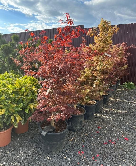 Planta ornamentale la cele mai bune preturi