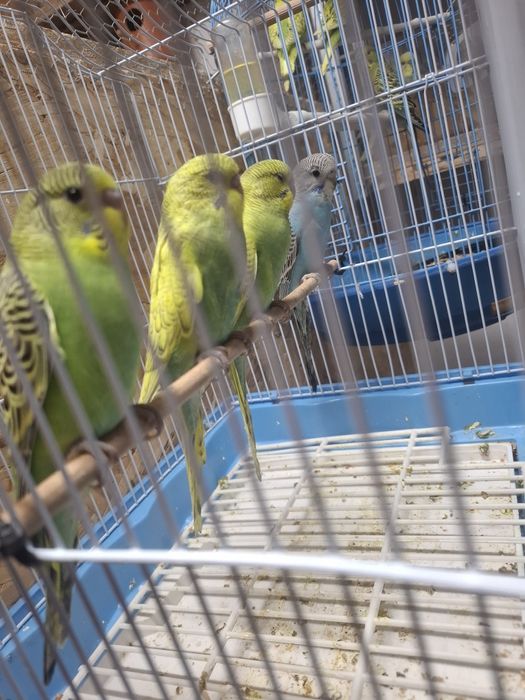 Perusi de două luni