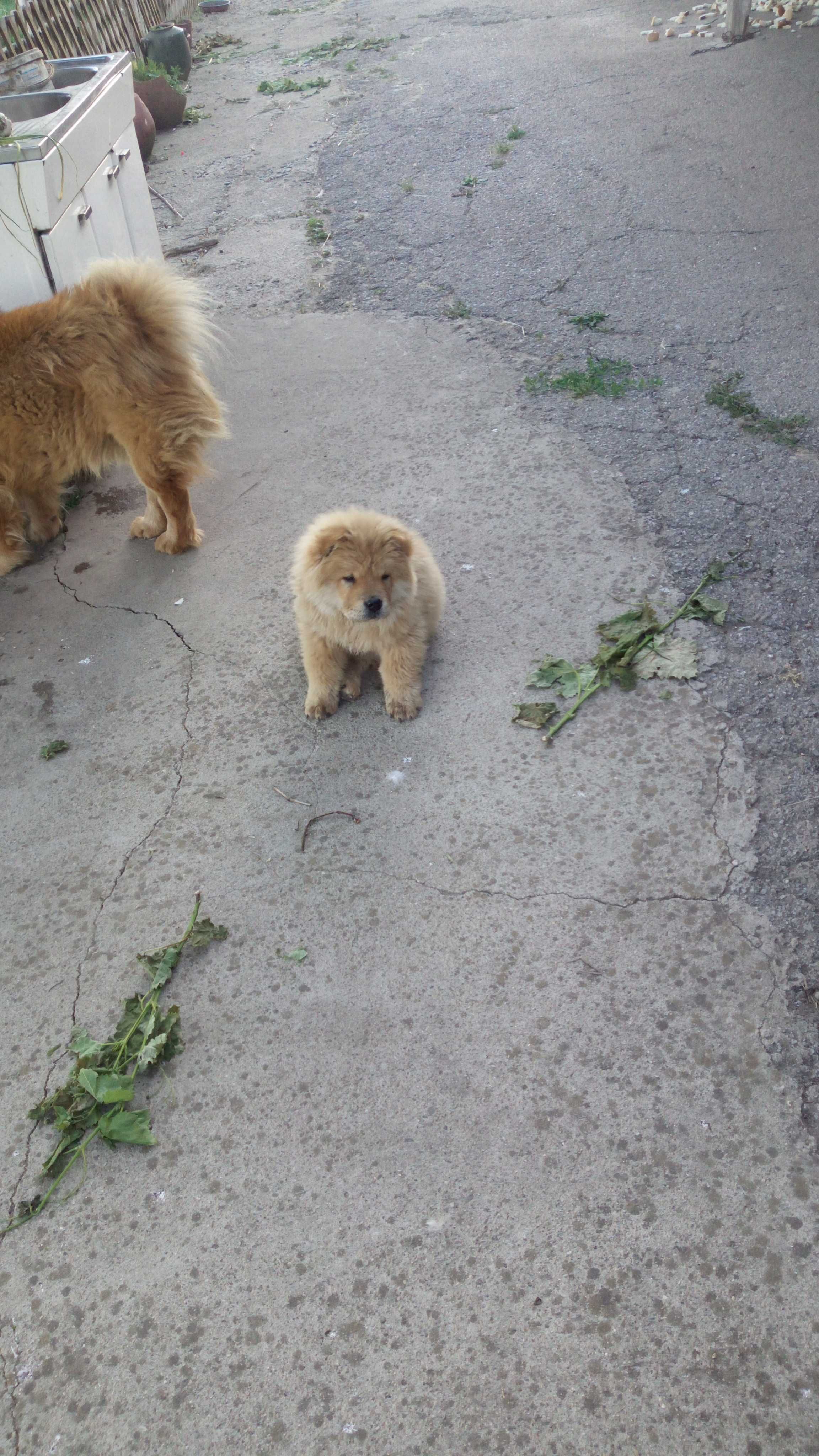 Мъжко кученце чау чау