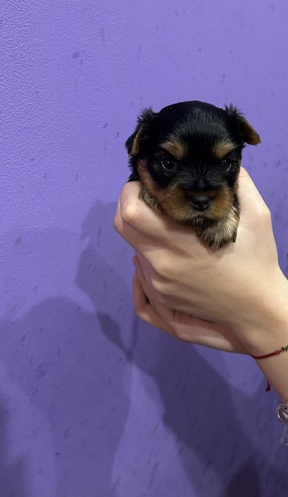 Йоркширски териер