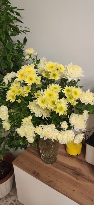 Хризантема на срезку