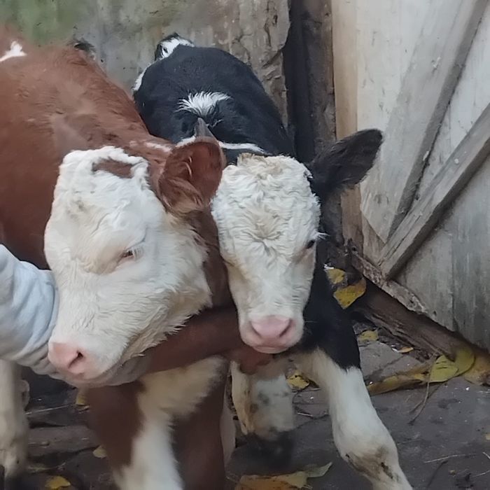 Vand 1 Tauras si o vitea de 2 saptamani