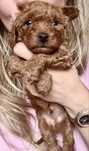 Vand poodle toy cu pedigree