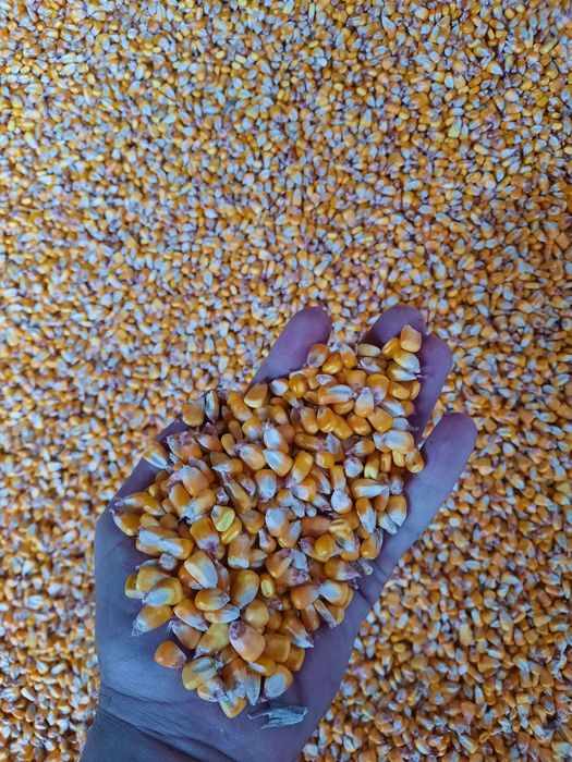 Porumb boabe de vanzare