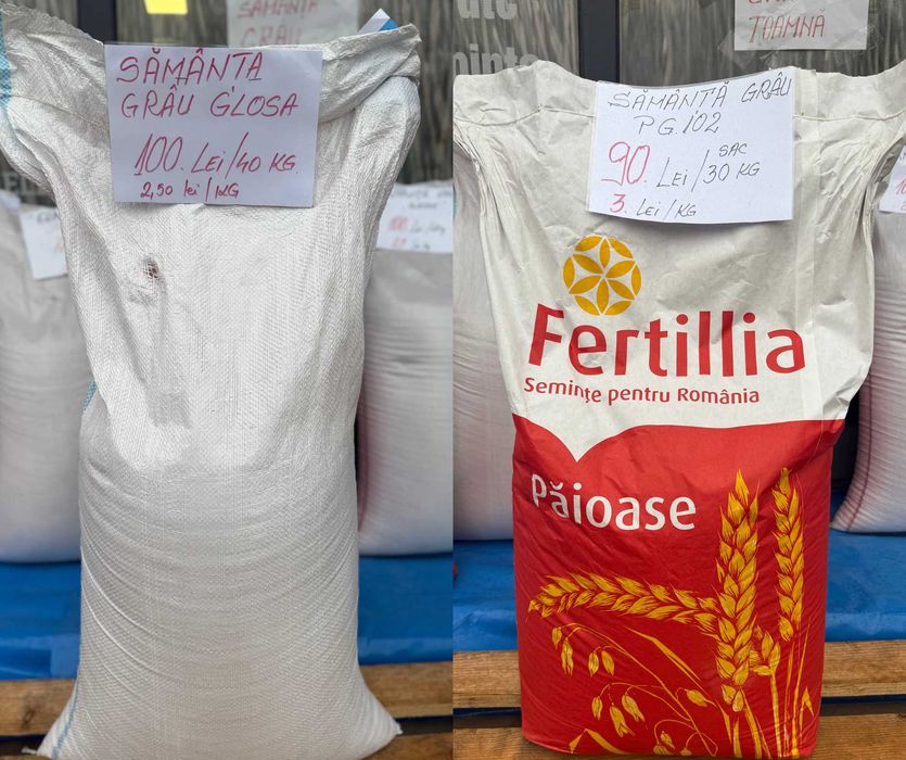 Sămânță Grâu Glosa, PG 102, Genesi, Avenue, ORZ Amazon C1, Triticale